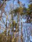 Pohled do koruny malho leska v blzkosti Berouna. Ze strom tu najdete borovice, modny, duby, buky a habry.